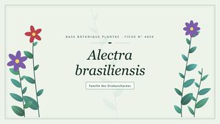 Planche botanique stylisée d’Alectra brasiliensis, famille des Orobanchacées