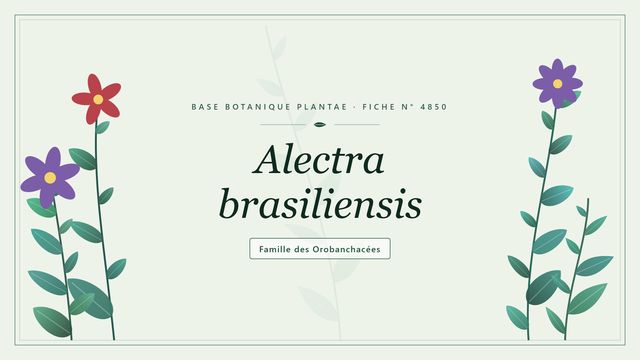 Alectra brasiliensis : vivre sur les racines des graminées Planche botanique stylisée d’Alectra brasiliensis, famille des Orobanchacées