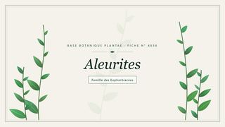 Planche botanique stylisée d’Aleurites, famille des Euphorbiacées