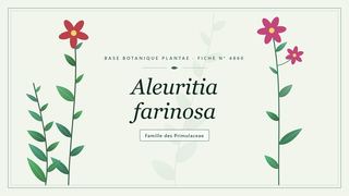 Planche botanique stylisée d’Aleuritia farinosa, famille des Primulaceae