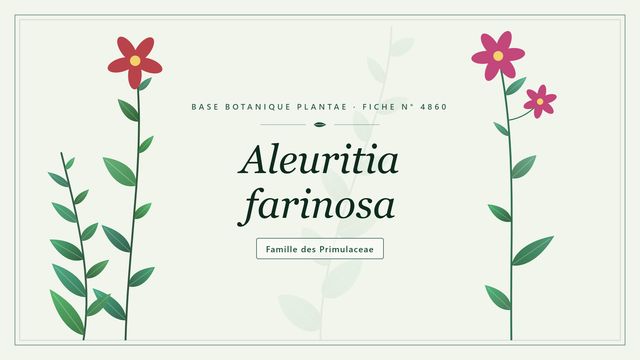 Aleuritia farinosa (Primula farinosa) : description et milieux Planche botanique stylisée d’Aleuritia farinosa, famille des Primulaceae