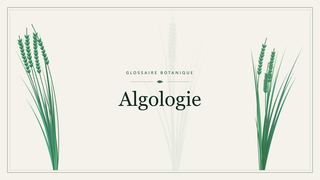 Illustration botanique stylisée du terme « Algologie » du glossaire