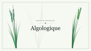Illustration botanique stylisée du terme « Algologique » du glossaire