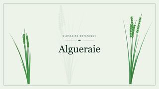 Illustration botanique stylisée du terme « Algueraie » du glossaire