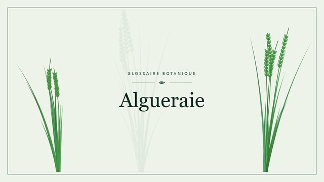 Définition de « algueraie » en botanique Illustration botanique stylisée du terme « Algueraie » du glossaire