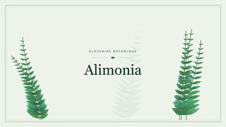 Illustration botanique stylisée du terme « Alimonia » du glossaire
