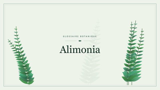 Alimonia : guide complet Illustration botanique stylisée du terme « Alimonia » du glossaire