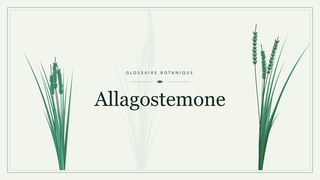 Illustration botanique stylisée du terme « Allagostemone » du glossaire