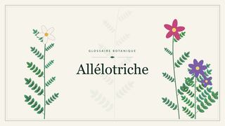 Illustration botanique stylisée du terme « Allélotriche » du glossaire