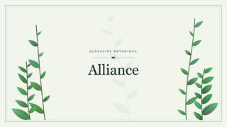 Illustration botanique stylisée du terme « Alliance » du glossaire