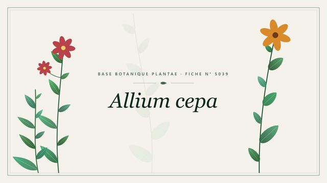 Allium cepa : fiche descriptive et taxonomie Planche botanique stylisée d’Allium cepa