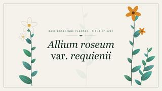 Planche botanique stylisée d’Allium roseum var. requienii