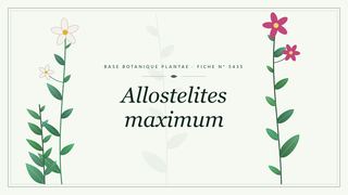 Planche botanique stylisée d’Allostelites maximum