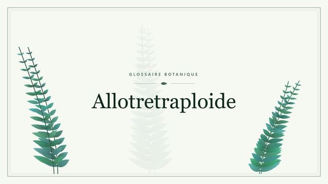 Allotretraploide : décryptage Illustration botanique stylisée du terme « Allotretraploide » du glossaire