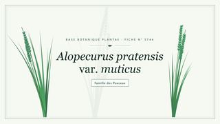 Planche botanique stylisée d’Alopecurus pratensis var. muticus, famille des Poaceae