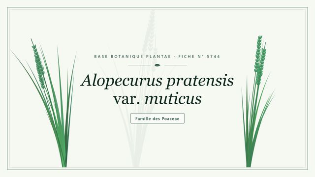 Alopecurus pratensis var. muticus Planche botanique stylisée d’Alopecurus pratensis var. muticus, famille des Poaceae