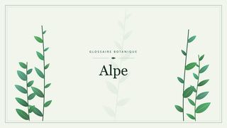 Illustration botanique stylisée du terme « Alpe » du glossaire