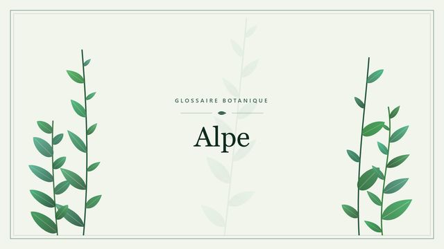Alpe : conseils et analyse Illustration botanique stylisée du terme « Alpe » du glossaire