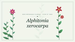 Planche botanique stylisée d’Alphitonia xerocarpa