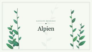 Illustration botanique stylisée du terme « Alpien » du glossaire