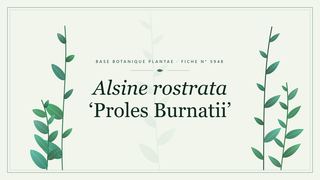 Planche botanique stylisée d’Alsine rostrata ‘Proles Burnatii’