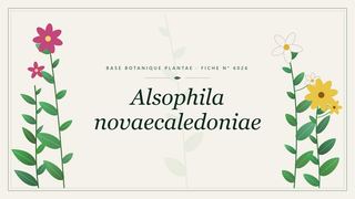 Planche botanique stylisée d’Alsophila novaecaledoniae