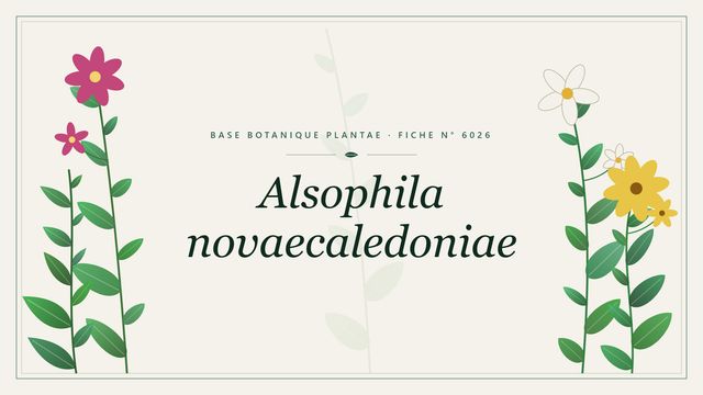 Alsophila novaecaledoniae : fiche descriptive et taxonomie Planche botanique stylisée d’Alsophila novaecaledoniae