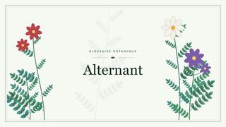 Illustration botanique stylisée du terme « Alternant » du glossaire