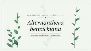 Planche botanique stylisée d’Alternanthera bettzickiana, famille des Amaranthacées