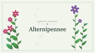 Illustration botanique stylisée du terme « Alternipennee » du glossaire