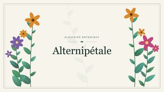 Illustration botanique stylisée du terme « Alternipétale » du glossaire