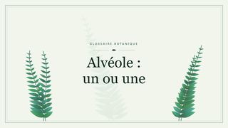 Illustration botanique stylisée du terme « Alvéole : un ou une » du glossaire