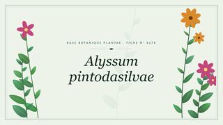 Planche botanique stylisée d’Alyssum pintodasilvae