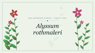 Planche botanique stylisée d’Alyssum rothmaleri