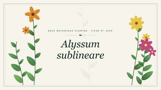 Planche botanique stylisée d’Alyssum sublineare