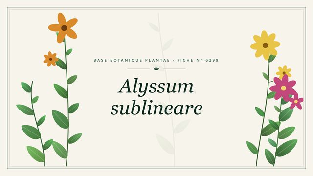 Alyssum sublineare : fiche descriptive et taxonomie Planche botanique stylisée d’Alyssum sublineare