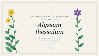 Planche botanique stylisée d’Alyssum thessalum, famille des Brassicacées