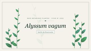 Planche botanique stylisée d’Alyssum vagum, famille des Brassicacées