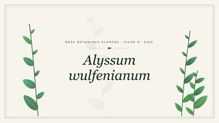 Planche botanique stylisée d’Alyssum wulfenianum