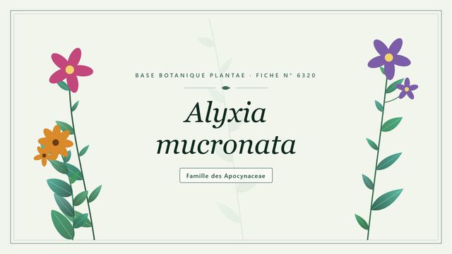 Alyxia mucronata : un arbuste tropical aux propriétés aromatiques Planche botanique stylisée d’Alyxia mucronata, famille des Apocynaceae