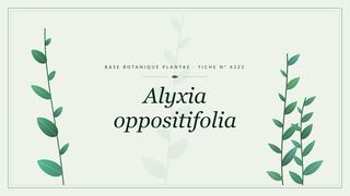 Planche botanique stylisée d’Alyxia oppositifolia