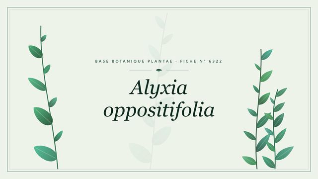 Alyxia oppositifolia : fiche descriptive et taxonomie Planche botanique stylisée d’Alyxia oppositifolia