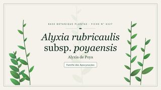 Planche botanique stylisée d’Alyxia rubricaulis subsp. poyaensis (Alyxia de Poya), famille des Apocynacées