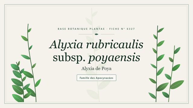 Alyxia rubricaulis subsp. poyaensis Planche botanique stylisée d’Alyxia rubricaulis subsp. poyaensis (Alyxia de Poya), famille des Apocynacées
