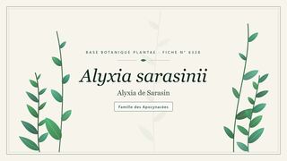 Planche botanique stylisée d’Alyxia sarasinii (Alyxia de Sarasin), famille des Apocynacées