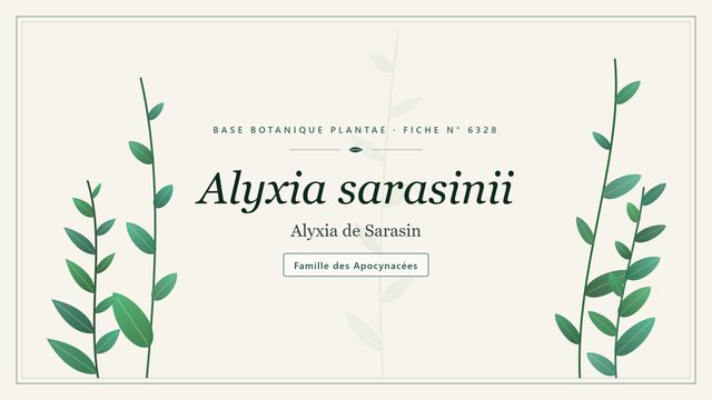 Alyxia sarasinii : notre analyse Planche botanique stylisée d’Alyxia sarasinii (Alyxia de Sarasin), famille des Apocynacées
