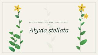 Planche botanique stylisée d’Alyxia stellata