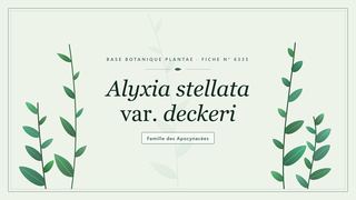 Planche botanique stylisée d’Alyxia stellata var. deckeri, famille des Apocynacées