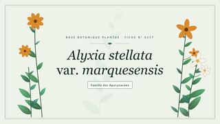 Planche botanique stylisée d’Alyxia stellata var. marquesensis, famille des Apocynacées