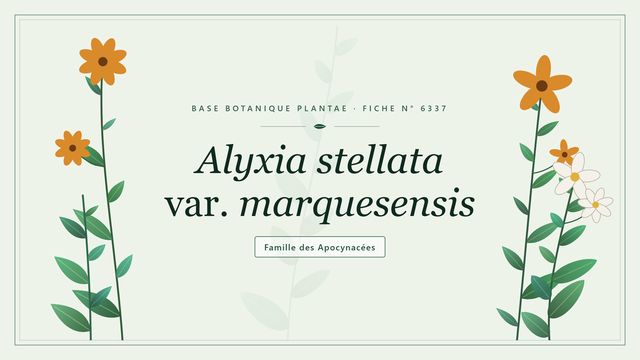 Alyxia stellata var. marquesensis, l'alyxie des îles Marquises Planche botanique stylisée d’Alyxia stellata var. marquesensis, famille des Apocynacées